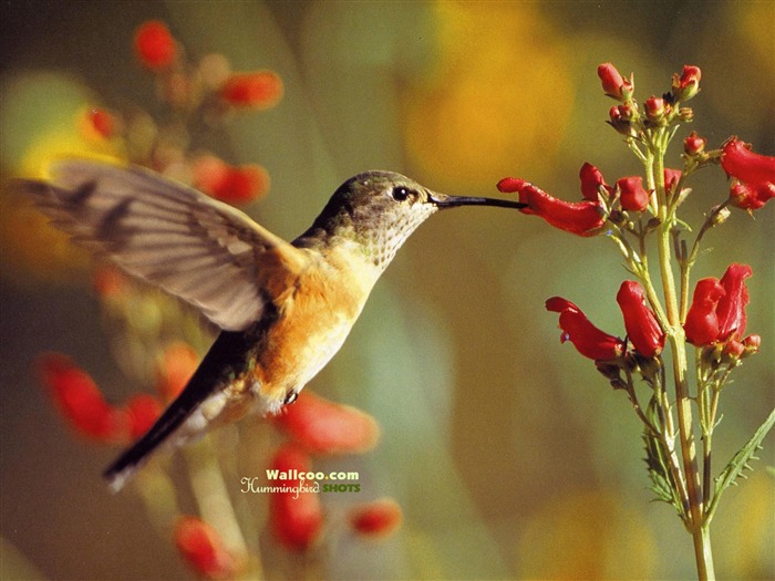 Colibríes Foto Wallpaper #28