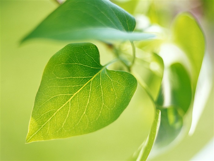 Cool green leaf wallpaper #8