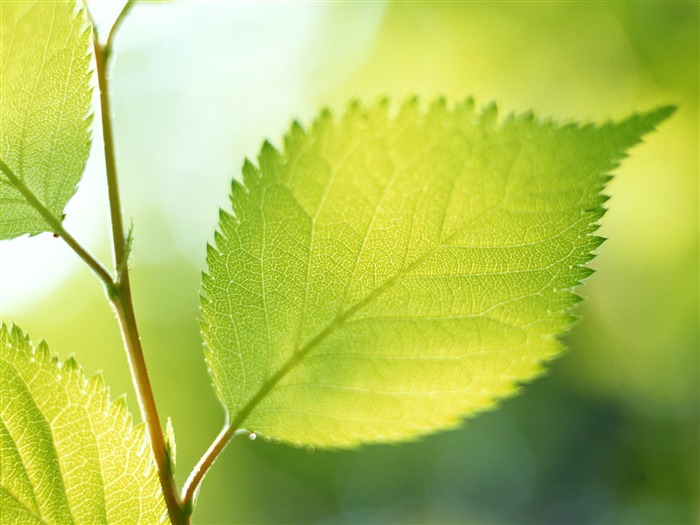 Cool green leaf wallpaper #14