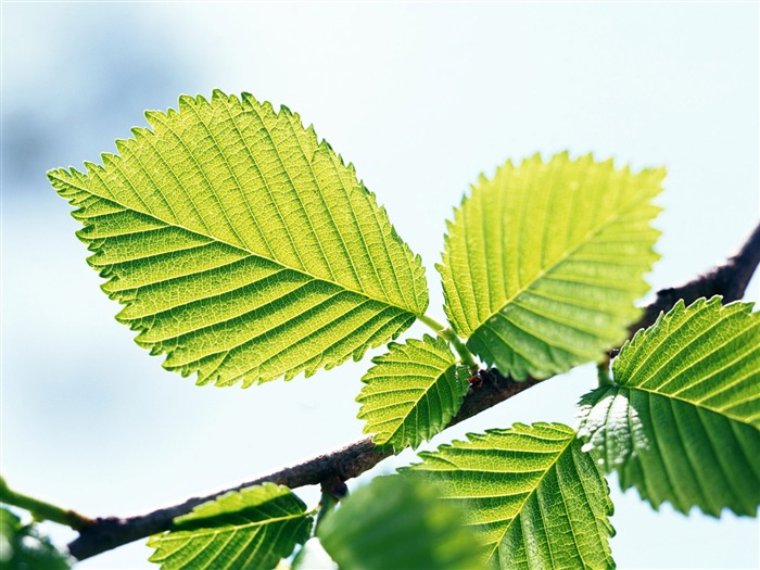 cool fond d'écran feuille verte #18