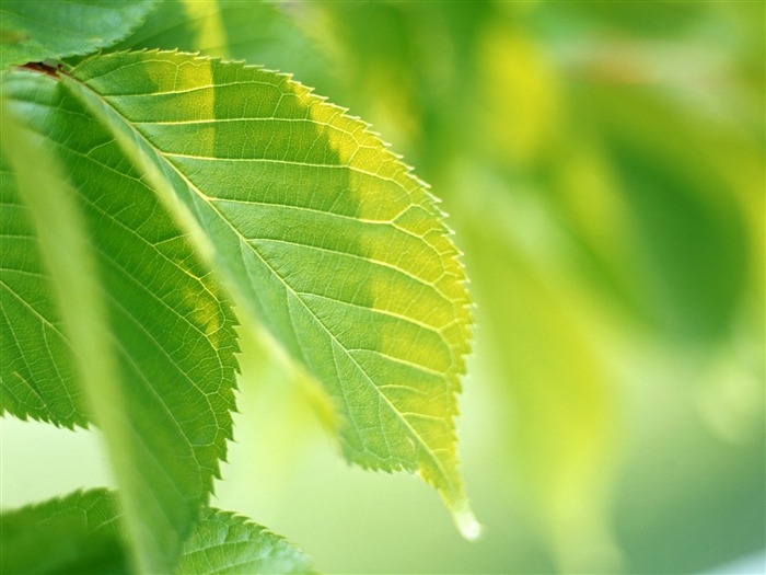 Cool green leaf wallpaper #19