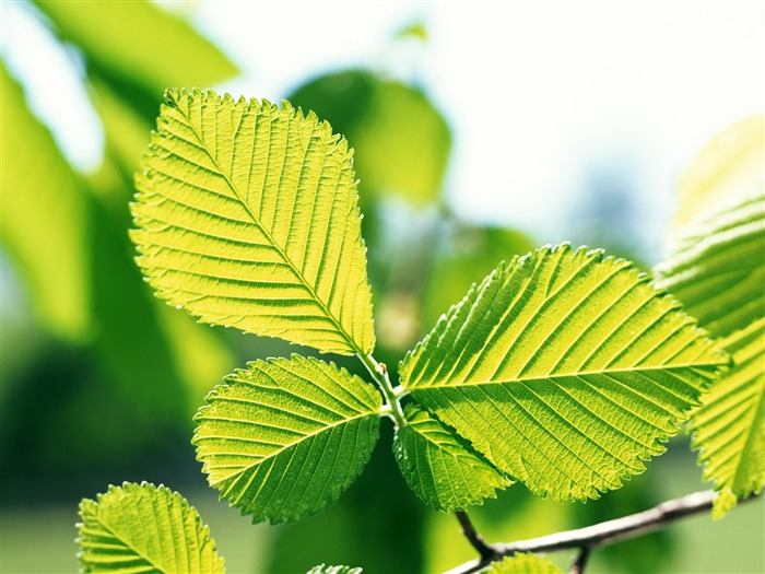 Cool green leaf wallpaper #21