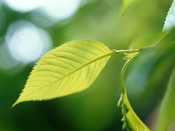 Enfriar fondos de escritorio de hoja verde #23