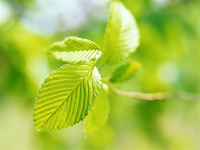 Cool green leaf wallpaper #27