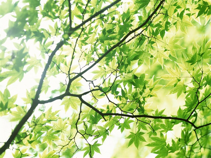 Cool green leaf wallpaper #33