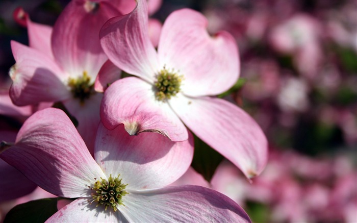 Plantes à fleurs d'écran #1