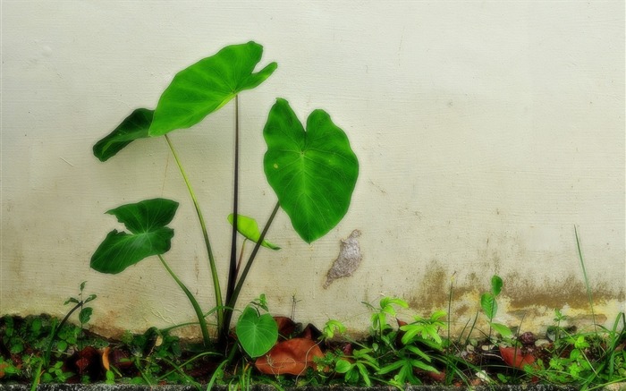 花卉植物生態壁紙 #12