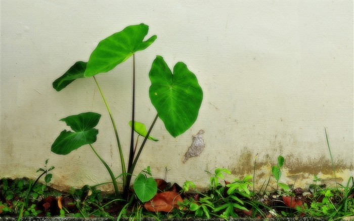 花卉植物生态壁纸12