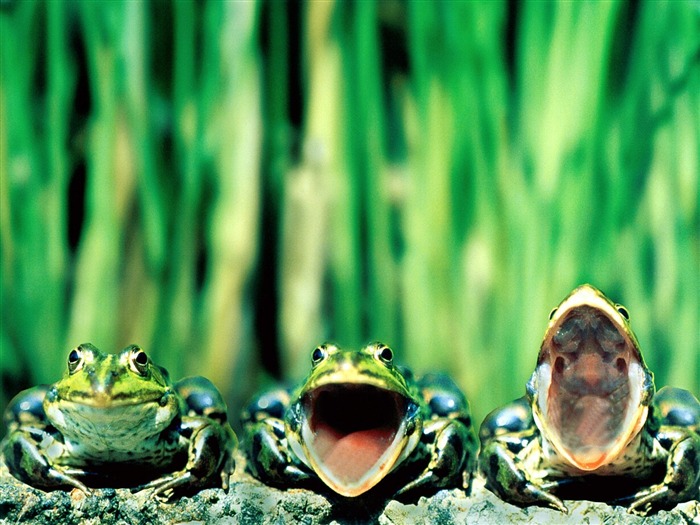 Frog Bilder Album #1