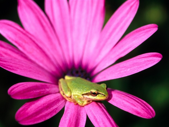 Frog Album Fonds d'écran #10