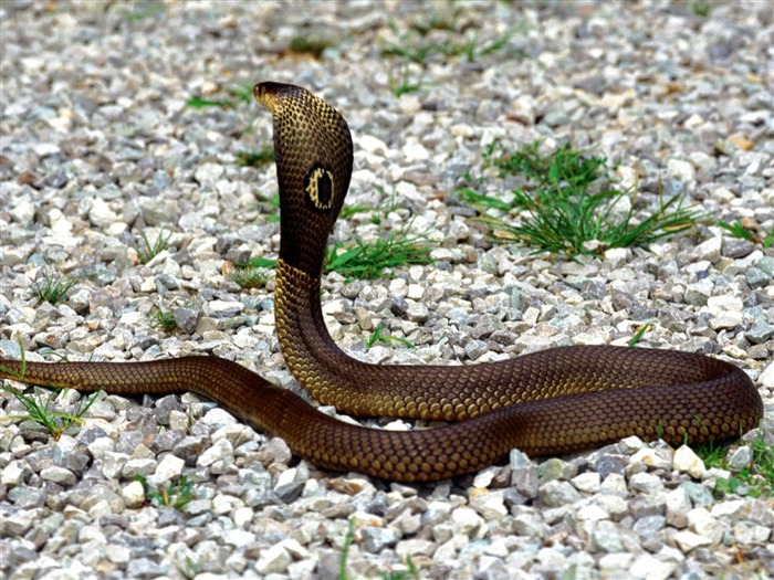 Snake Tapety Album #6