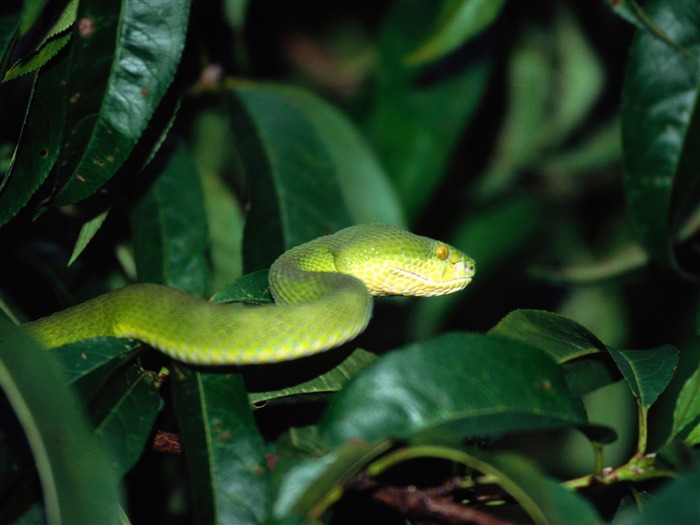 Snake Bilder Album #15