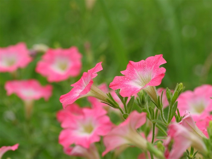 Flowers close-up (3) #7