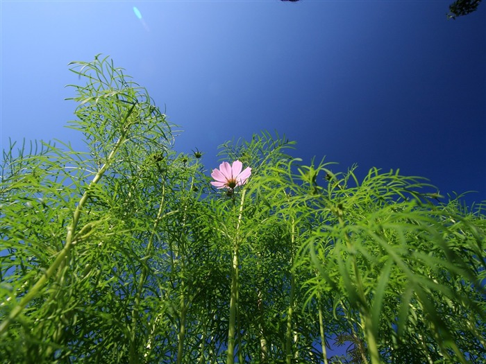 鮮花特寫(三) #8