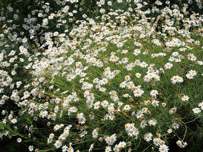 Flowers close-up (3) #13