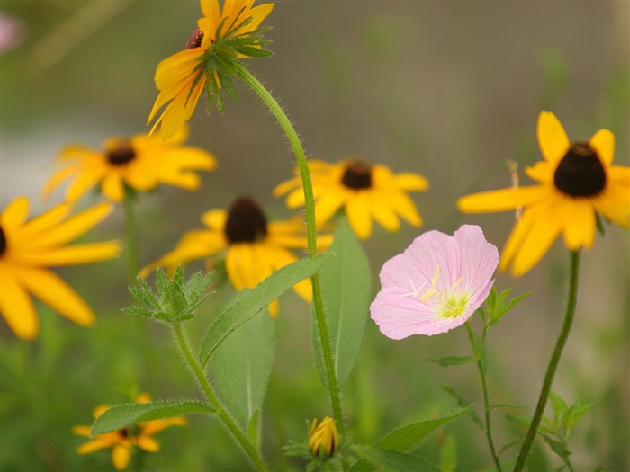 Flowers close-up (3) #16