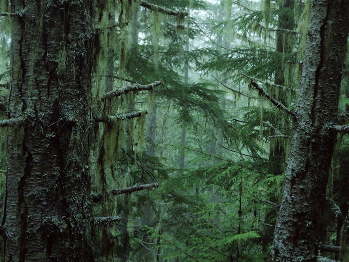 Fond d'écran d'arbres forestiers #11