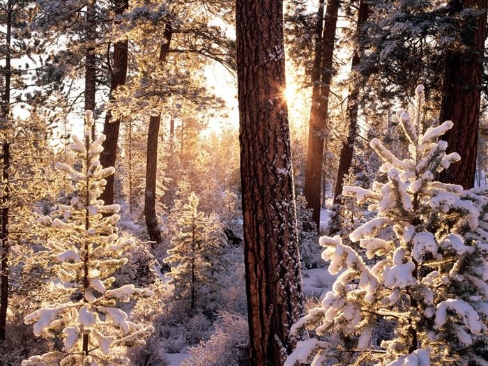 Fond d'écran d'arbres forestiers #26