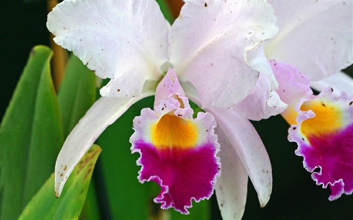 fleurs fond d'écran Widescreen close-up #1