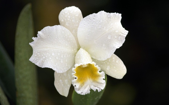 fleurs fond d'écran Widescreen close-up #2