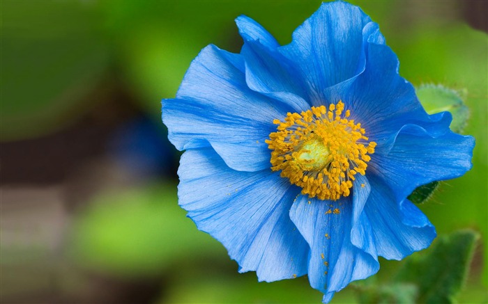 fleurs fond d'écran Widescreen close-up #3