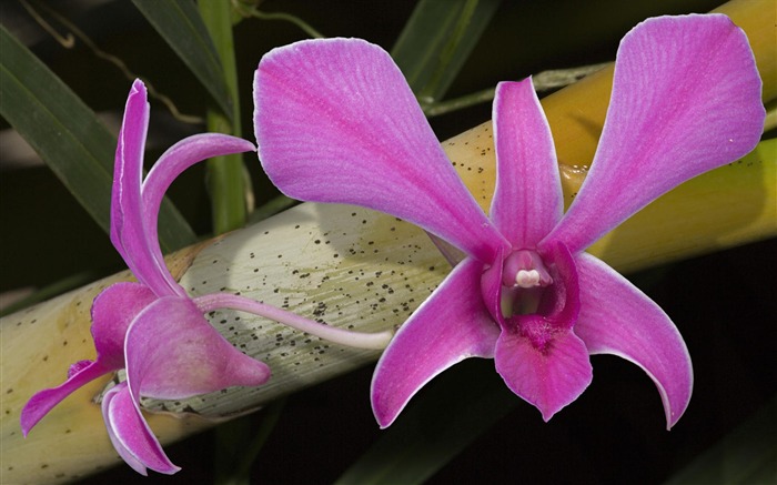 fleurs fond d'écran Widescreen close-up #7