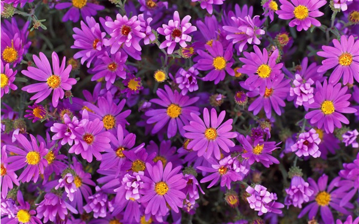 fleurs fond d'écran Widescreen close-up #8