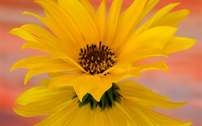 fleurs fond d'écran Widescreen close-up #12