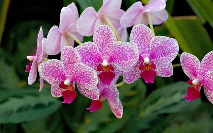 fleurs fond d'écran Widescreen close-up #14