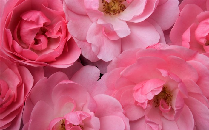 fleurs fond d'écran Widescreen close-up #15