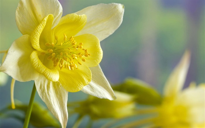 fleurs fond d'écran Widescreen close-up #16