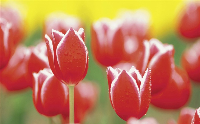 fleurs fond d'écran Widescreen close-up #18