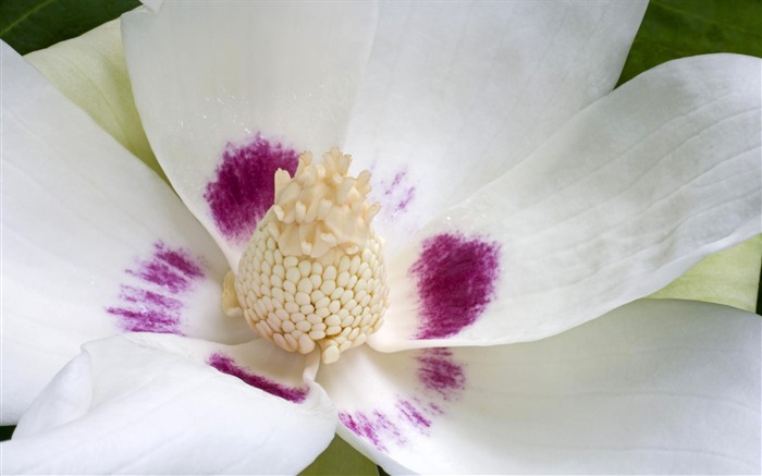 fleurs fond d'écran Widescreen close-up #19