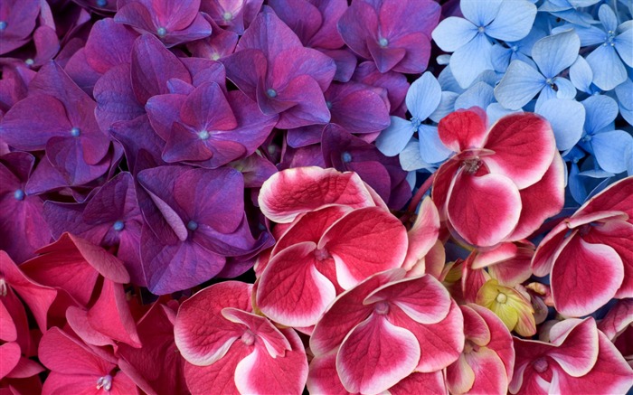 fleurs fond d'écran Widescreen close-up #20