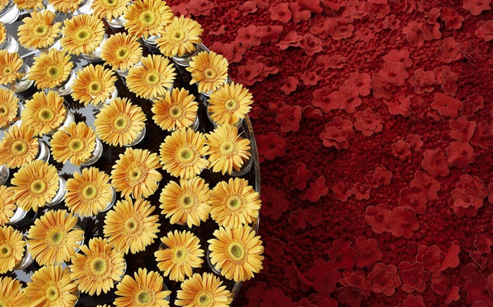Widescreen wallpaper flowers close-up #21