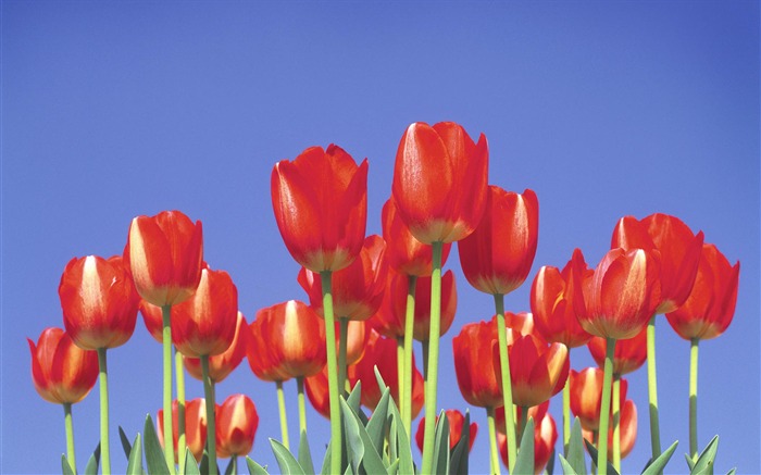 fleurs fond d'écran Widescreen close-up #23