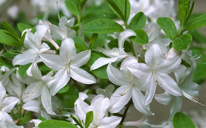 fleurs fond d'écran Widescreen close-up #27