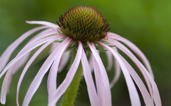 fleurs fond d'écran Widescreen close-up #31