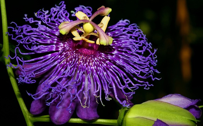 fleurs fond d'écran Widescreen close-up #32