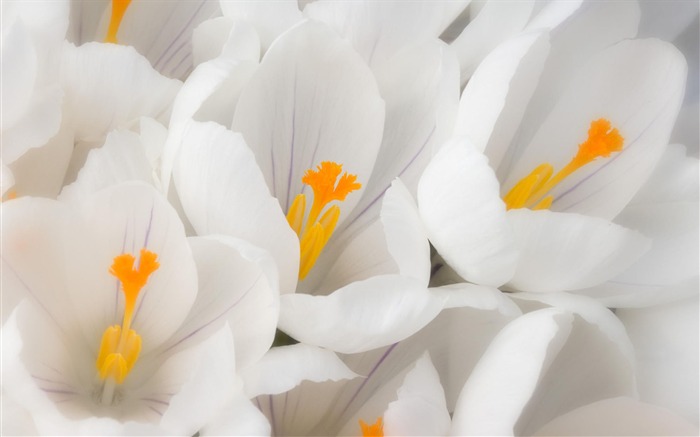 fleurs fond d'écran Widescreen close-up #34