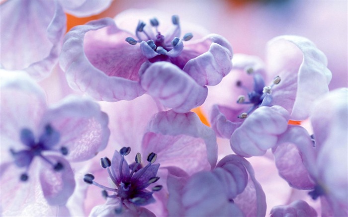Widescreen wallpaper flowers close-up #37