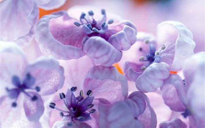 fleurs fond d'écran Widescreen close-up #37