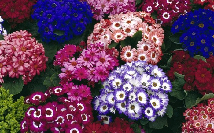 fleurs fond d'écran Widescreen close-up #40