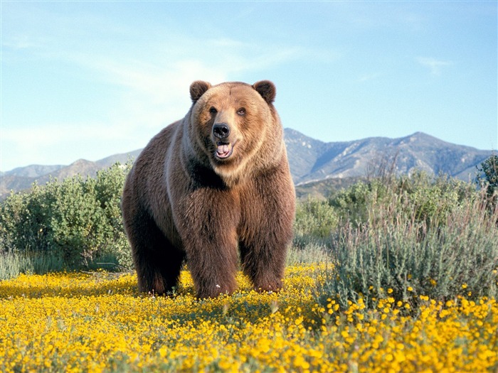 Fondos de pantalla del disco Oso #7