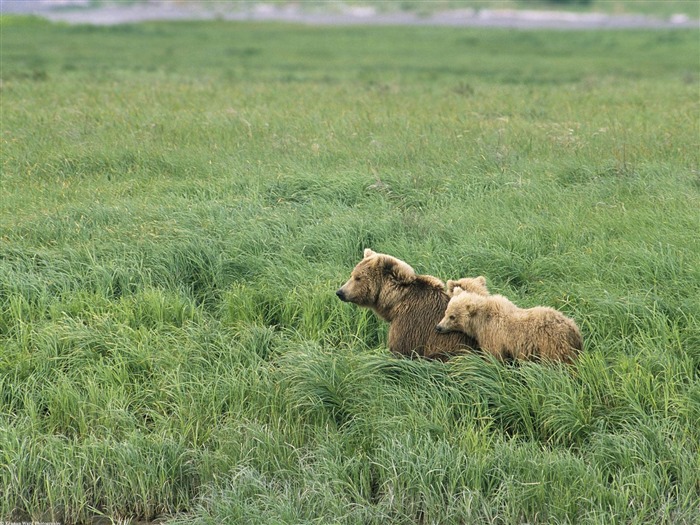 Bear Tapety Album #12