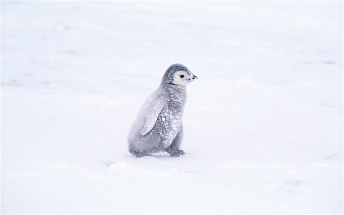 Foto de Animales Fondos de Pingüino #4
