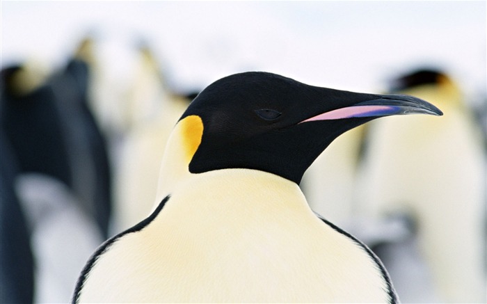 Foto von Penguin Animal Wallpapers #10