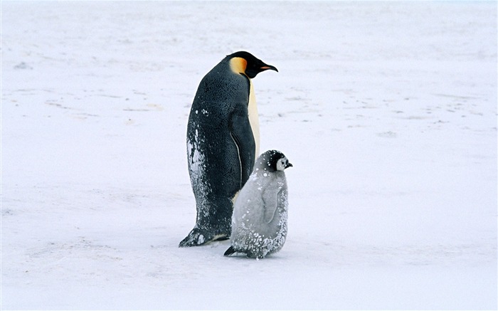 Foto de Animales Fondos de Pingüino #14