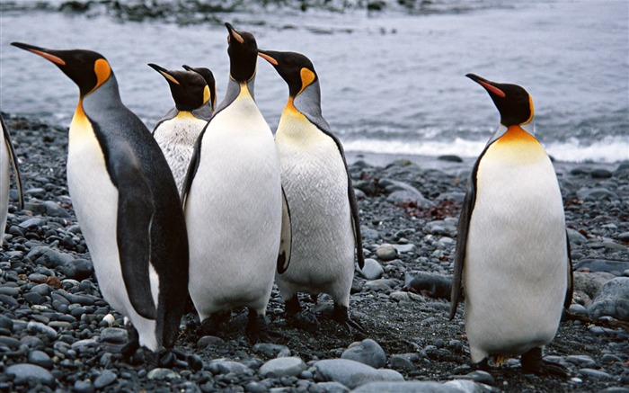 Foto de Animales Fondos de Pingüino #15