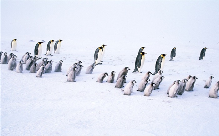Foto de Animales Fondos de Pingüino #18